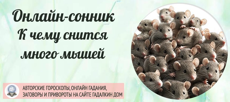 Сонник: много мышей