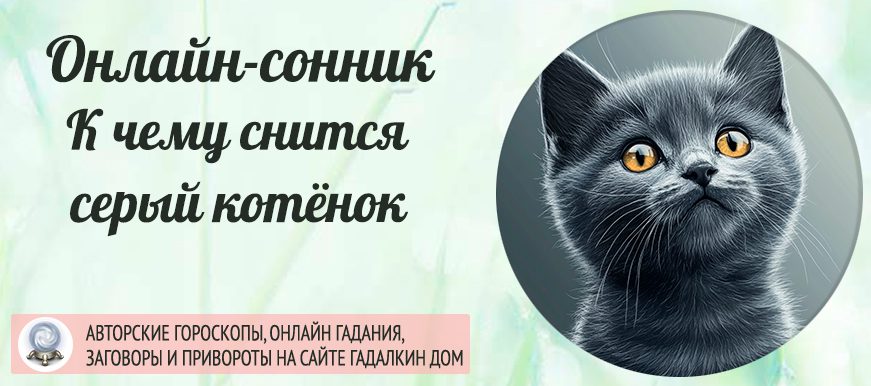 Сонник: серый котёнок