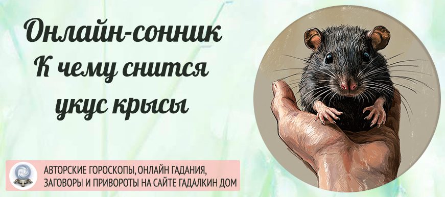 Сонник: укус крысы
