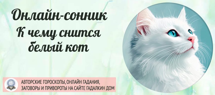 Сонник: белый кот