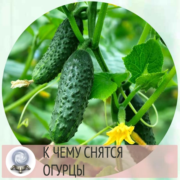 Сонник огурцы. Приснились огурцы. К чему снятся огурцы. Огурцы Сона. Приснились огурцы свежие к чему.