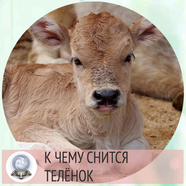 Теленок во сне. К чему снится теленок. К чему снятся телята женщине. Во сне видеть теленка к чему. Сонник теленок маленький.