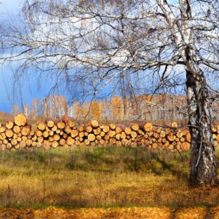 ПОздняя осень считалась лучшим временем для заготовки дров.