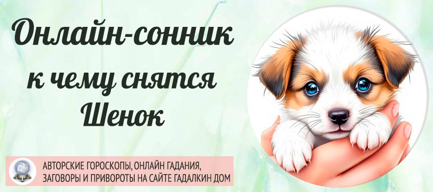 сонник щенок