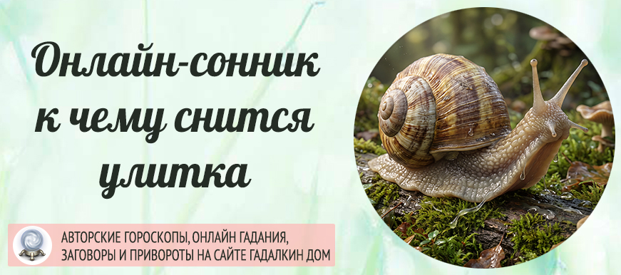 улитка сонник