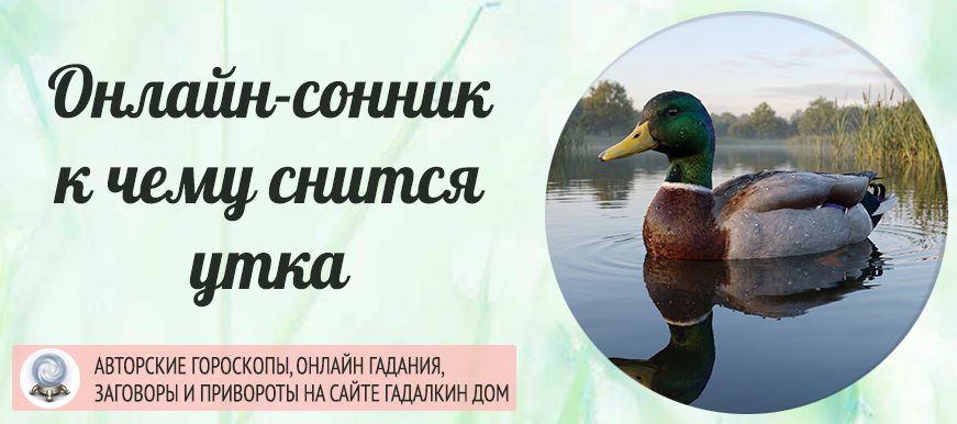 сонник утка