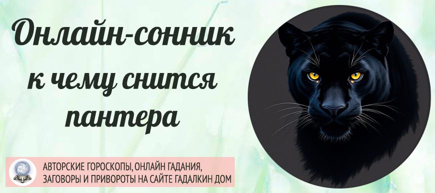Сонник пантера