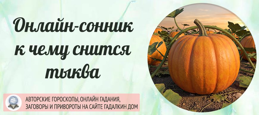 тыква сонник