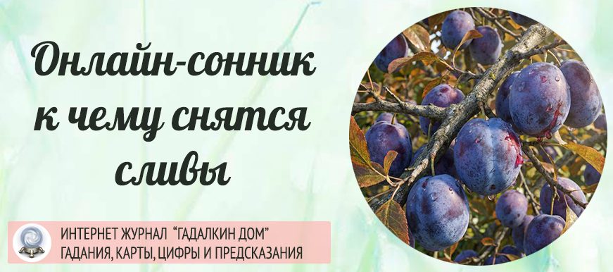сонник слива