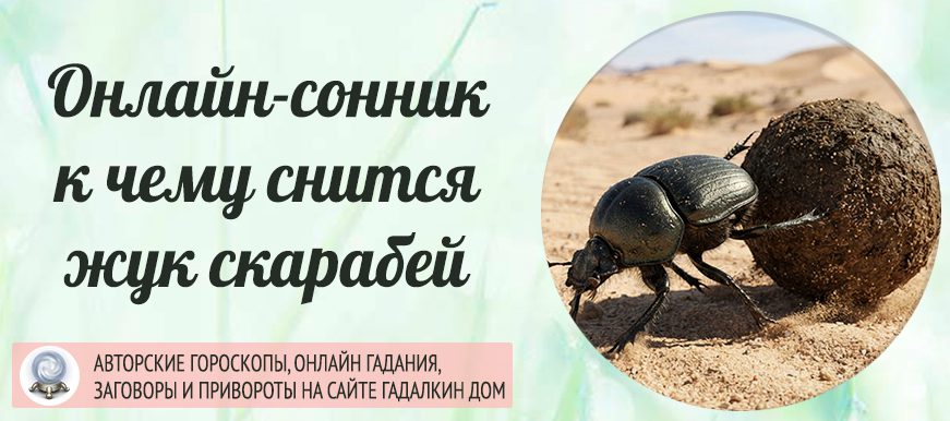 скарабей сонник