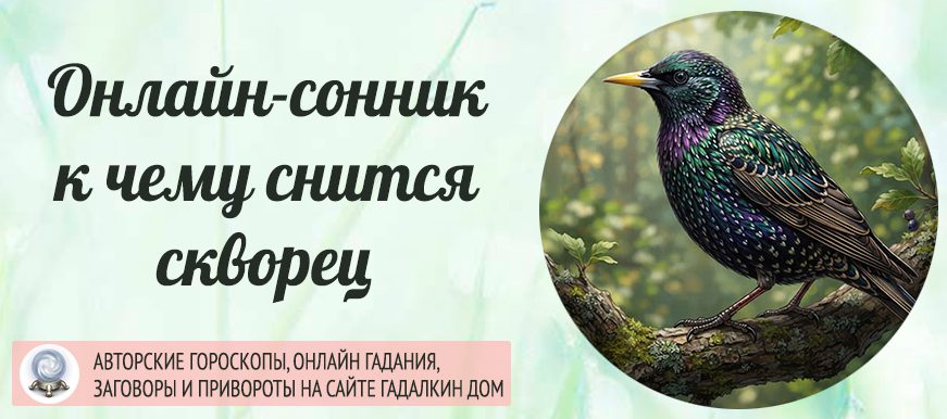 скворец сонник