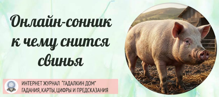 сонник свинья