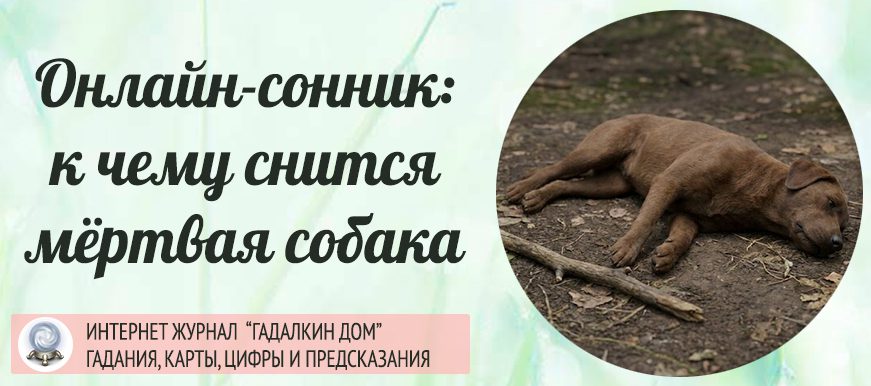 мёртвая собака
