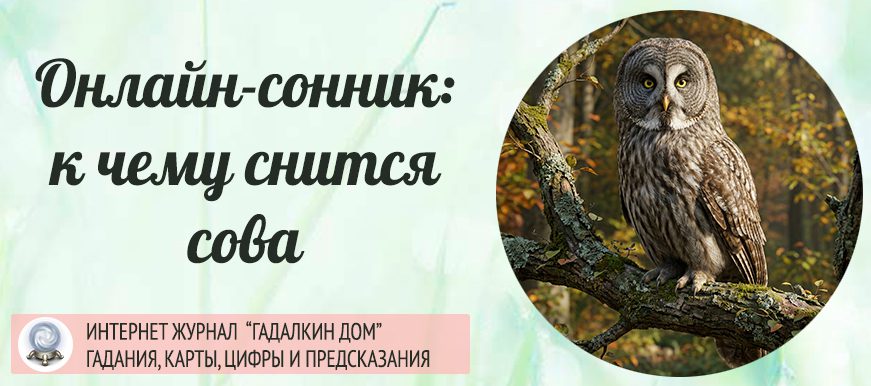 сова сонник